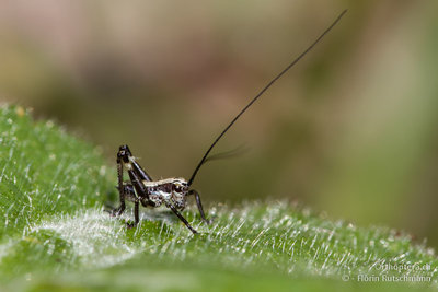 Nach den letztjährigen Schwierigkeiten, ist die Atlantische Bergschrecke (Antaxius pedestris) kaum mehr zu verwechseln.