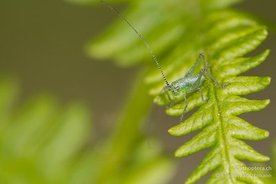 Und noch ein Knirps! Mit ziemlicher Sichherheit eine Südliche Zartschrecke (Leptophyes laticauda). Allerdings kann ich die Südliche-Säbelschrecke (Barbitistes obtusus) nicht ganz ausschliessen. Wobei ich nicht glaube, dass Barbitistes-Larven überhaupt so winzig sein können. Diese hier hat 2-3mm Körperlänge.