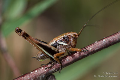 Pholidoptera aptera ist auch wegen ihrer Grösse kaum zu verwechseln