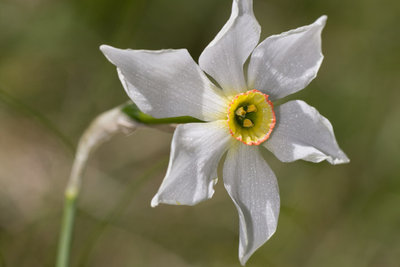 Die Schmalblättrige Narzisse (Narcissus radiiflorus) kommt hier lelativ häufig vor.
