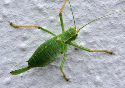 Bild 2, ♀ am 25. September 2020