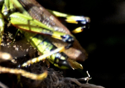 Detail