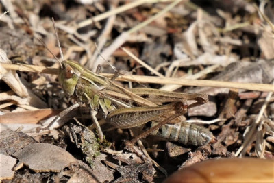 Stenobothrus nigromaculatus.jpg