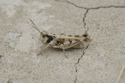 könnte das Acrotylus fischeri sein? habe mehrere so gefärbte m(?) gesehen, kann sie aber zu nichts zuordnen.