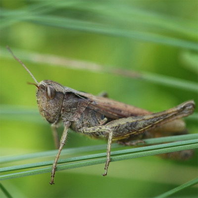 Kopie-Grashüpfer-200911-2.JPG