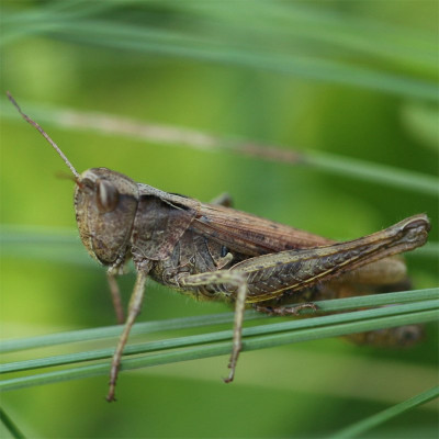 Kopie-Grashüpfer-200911-3.JPG