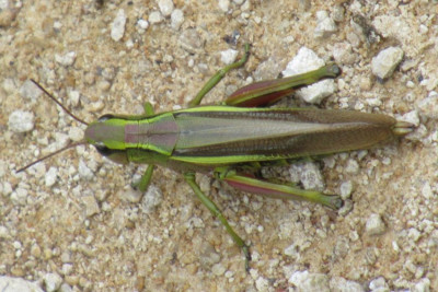 Sumpfschrecke Stethophyma grossum a.jpg