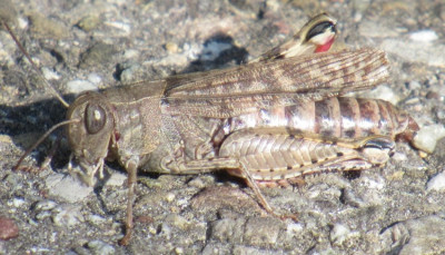 italienische Schönschrecke - Calliptamus italicus (1).jpg