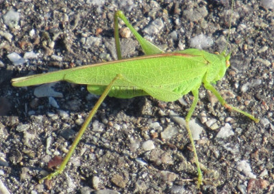 Gemeine Sichelschrecke Phaneroptera falcata (2).jpg