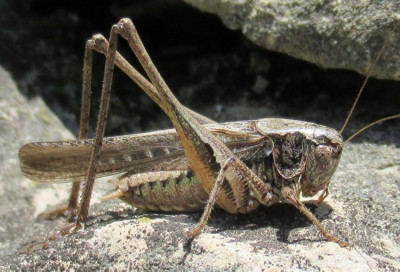 westliche beißschrecke platycleis albopunctata (4).jpg