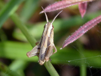 2020-07-19 Weißrandiger Grashüpfer Larve2.jpg