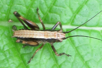 gemeine strauchschrecke pholidoptera griseoaptera larve (2).jpg
