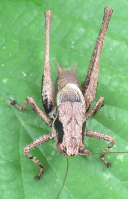 gemeine strauchschreke Pholidoptera griseoaptera (1).jpg