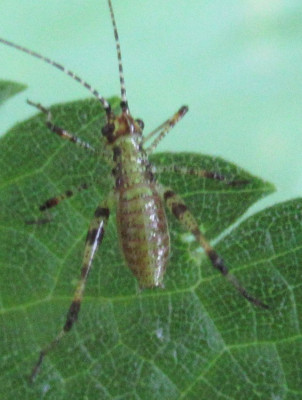 Punktierte Zartschrecke larve Leptophyes punctatissima.jpg