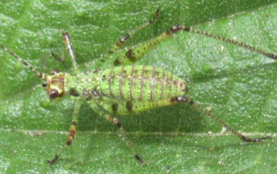 Punktierte Zartschrecke Leptophyes punctatissima.jpg