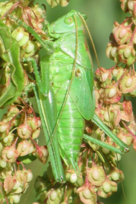Grünes Heupferd Tettigonia viridissima (4).jpg