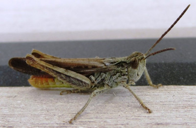 Chorthippus sp (7) - Kopie.JPG