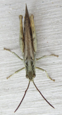 Chorthippus sp (6) - Kopie.JPG