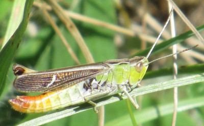 stenobothrus lineatus.JPG
