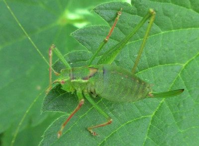 punktierte zartschrecke Leptophyes punctatissima  (1) - Kopie.JPG