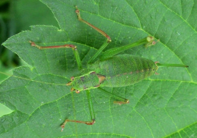 punktierte zartschrecke Leptophyes punctatissima  (3) - Kopie.JPG
