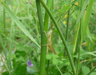 Euthystira_brachyptera_26mai2012_Brontallo_850.jpg