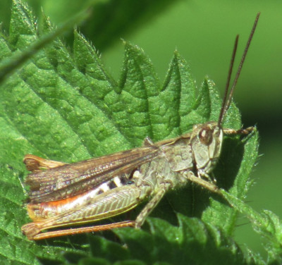 chorthippus sp (2)a.jpg