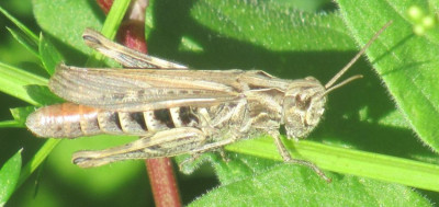 chorthippus sp (5)a.jpg