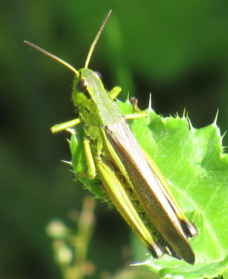 humbrühl Sumpfschrecke - Stethophyma grossum.jpg