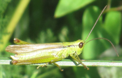 große goldschrecke Chrysochraon dispar.jpg