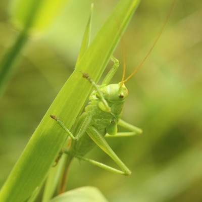 Kopie-Zwitscherschrecke-200630-2.JPG