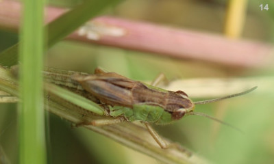 Kopie-Nymphe-Heidegrashüpfer-190622-14.JPG