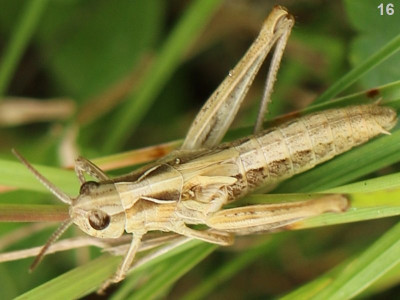 Kopie-Nymphe-Heidegrashüpfer-190719-0-16.JPG