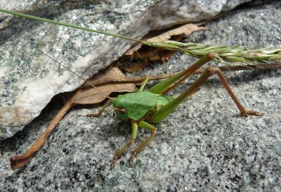 Decticus_verrucivorus_juv_26Mai2012_Brontallo_850.jpg