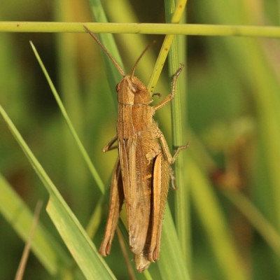 Kopie-Wiesengrashüpfer-200903-1.JPG