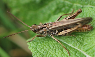Kopie-Rotleibiger Grashüpfer-190813-6.JPG