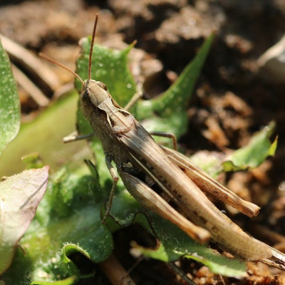 Grashüpfer-190911-6 - Kopie.JPG