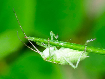 Isophya kraussii__1340275.jpg