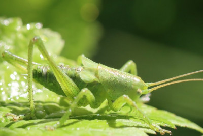 Tettigonia sp-210615-06 - Kopie.JPG