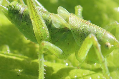 Tettigonia sp-210615-91 - Kopie.JPG