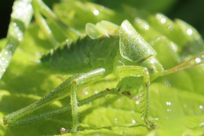 Tettigonia sp-210615-94 - Kopie.JPG