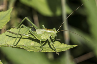 Tettigonia cantans WN6