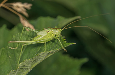 Tettigonia viridissima WN7