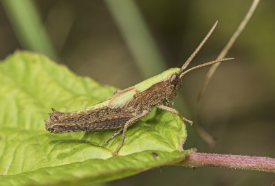 Ch. dorsatus N4 Laufen Müsch 14.7.17.jpeg