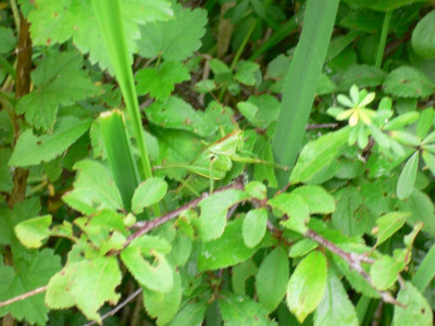 P1020756.JPG