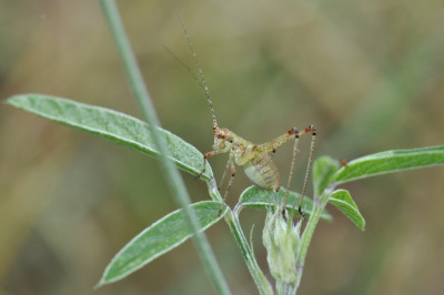 DSC_0721_B.JPG