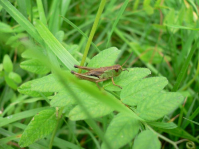 Rüti bB 2021-07-24.JPG