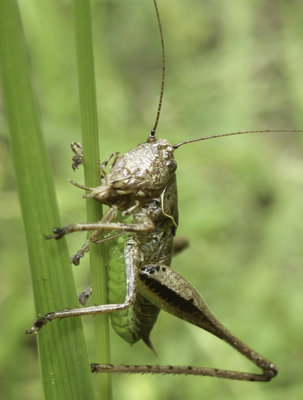 Pholidoptera griseoaptera beim Verzehr einer Kurzfühlerschrecke