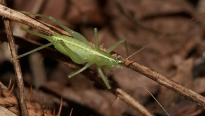 Meconema sp.