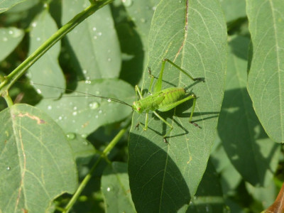 Phaneroptera klein 01.jpg